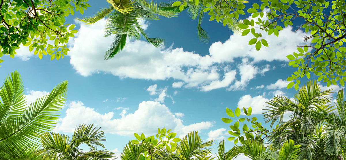 Tropical Green Canopy with Clear Blue Sky