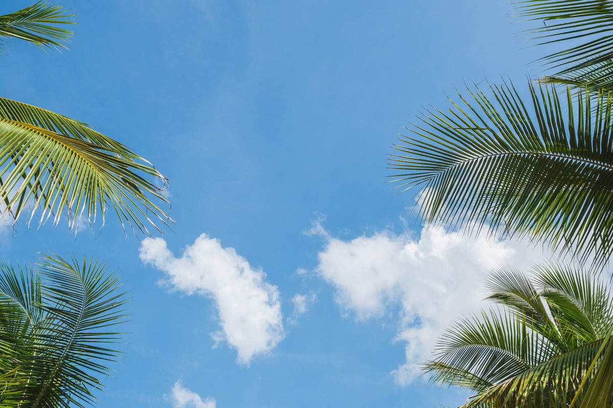 Tropical Palm Leaves & Blue Sky Ceiling Print