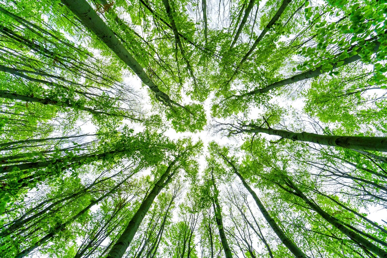 Upward View of Lush Green Forest