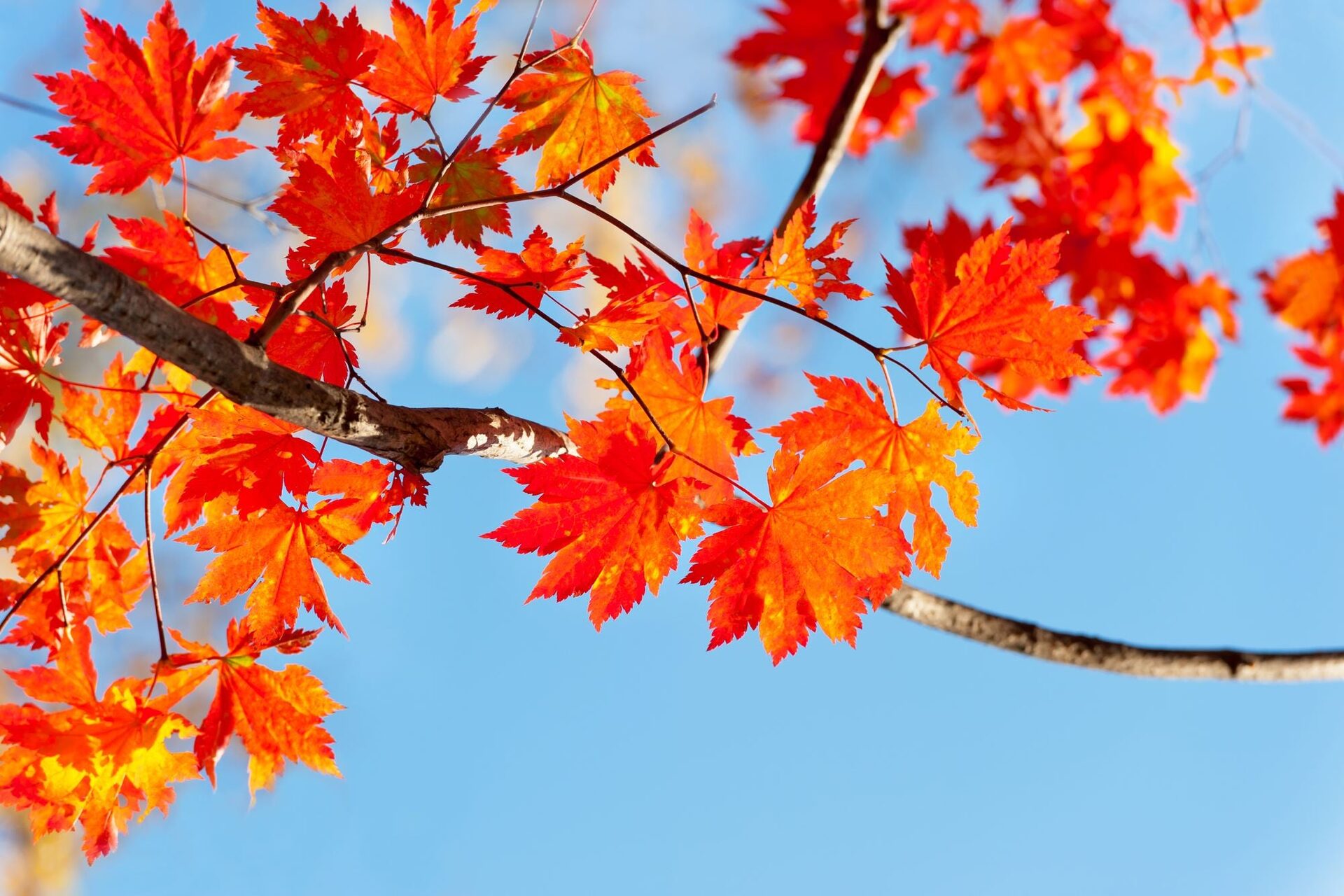 Vibrant Autumn Maple Leaves Against Blue Sky