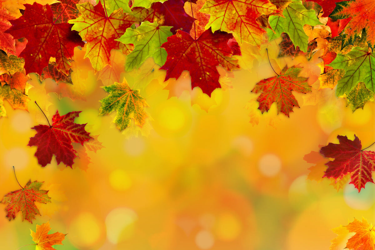 Vibrant Autumn Maple Leaves on Golden Bokeh