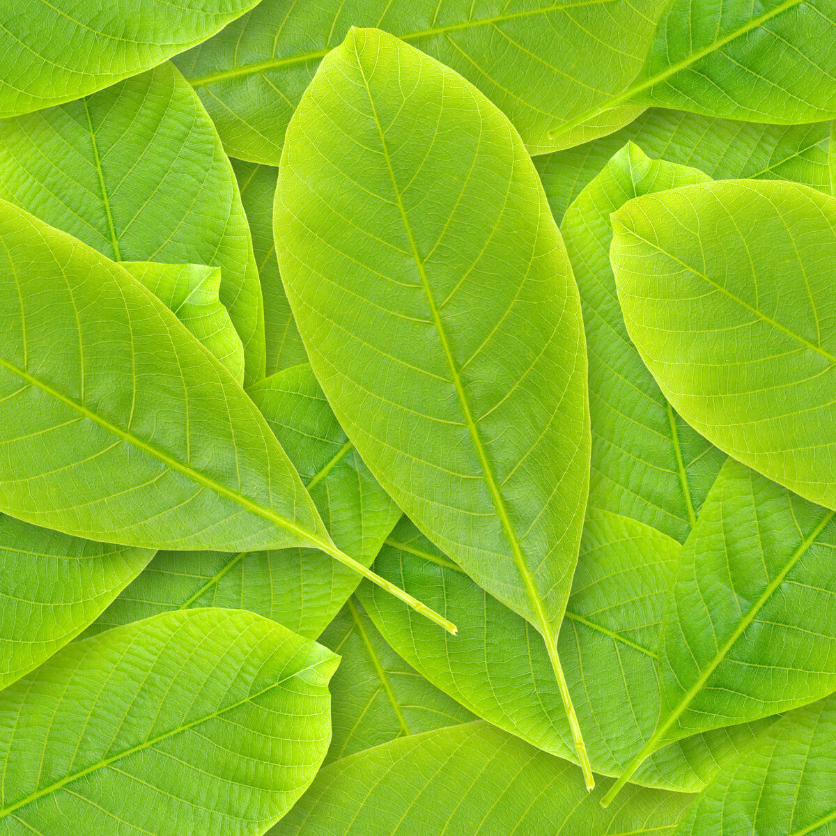Vibrant Green Leaf Texture Nature Background