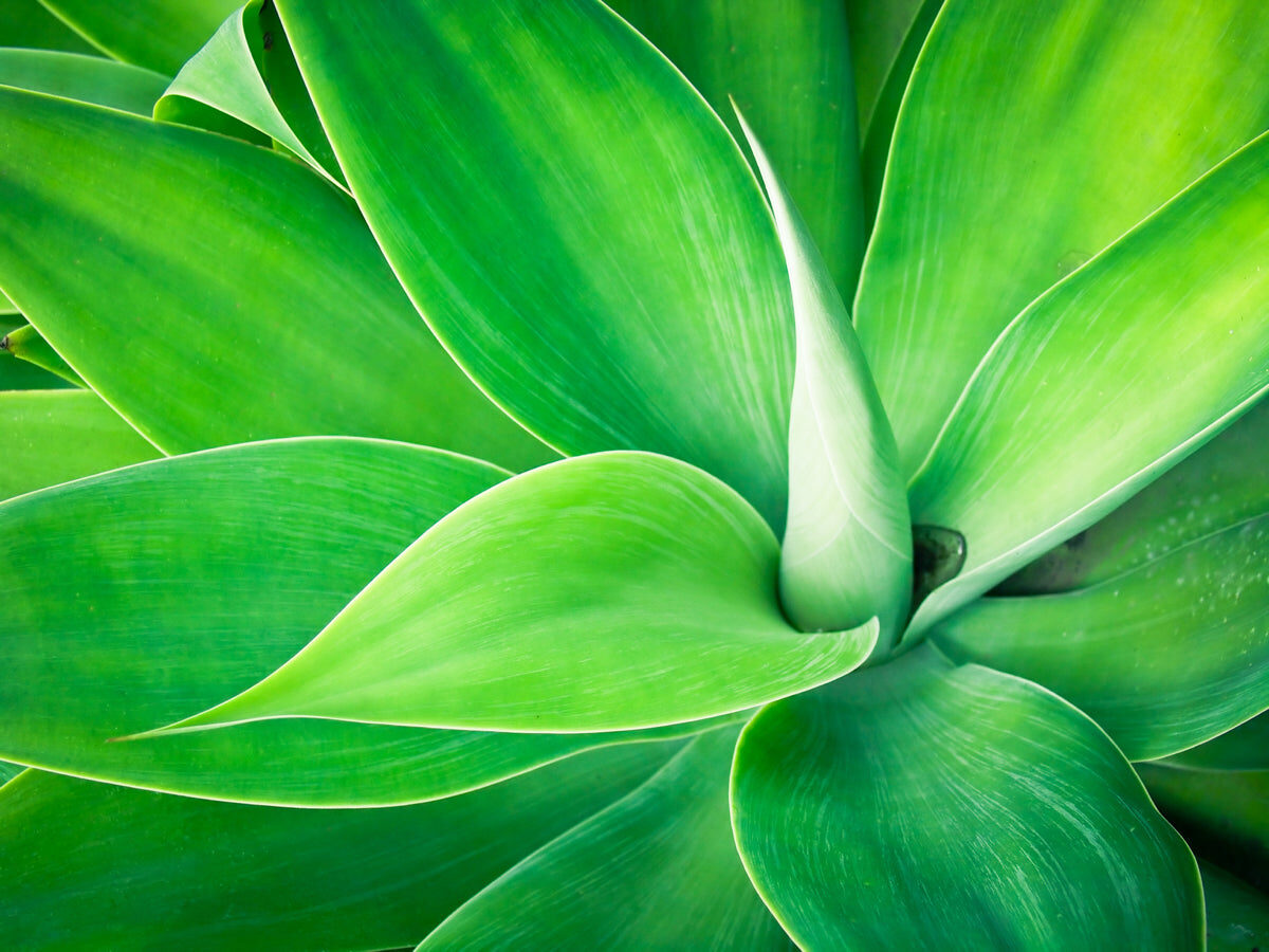 Vibrant Green Leaf Texture Stretch Ceiling Design