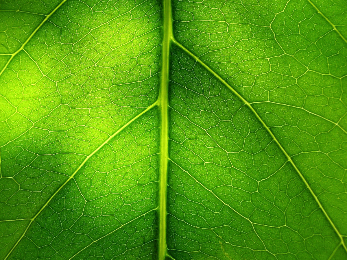 Vibrant Green Leaf Texture with Natural Veins