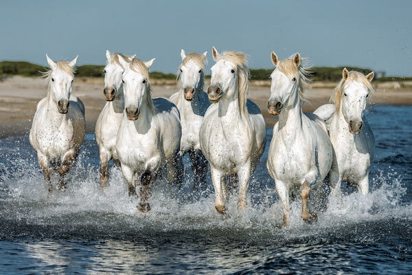 Wild Horses of Freedom