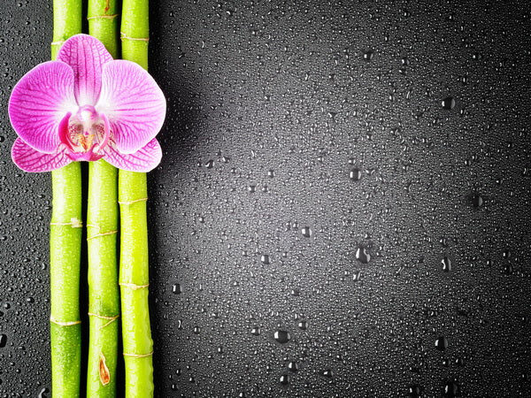 Zen Still Life with Orchid and Bamboo